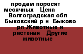 продам поросят 1.5 месячных › Цена ­ 2 000 - Волгоградская обл., Быковский р-н, Быково рп Животные и растения » Другие животные   